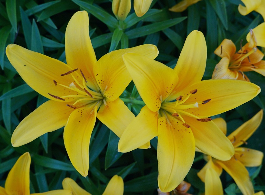 What Is A Lily Flower? All Your Questions Answered